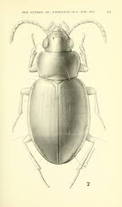Attēlu rezultāti vaicājumam “Tachyta nana”