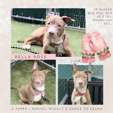 Image result for apupy