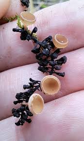 Attēlu rezultāti vaicājumam “Ciboria amentacea”