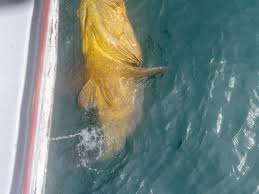 Image result for Newhaven Deep Sea Anglers