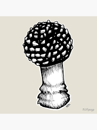 Attēlu rezultāti vaicājumam “Amanita regalis”