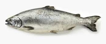Image result for Oncorhynchus tshawytscha