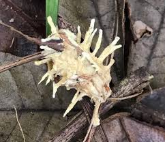 Attēlu rezultāti vaicājumam “Akanthomyces aculeatus”