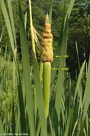 Attēlu rezultāti vaicājumam “Typha latifolia fruit”