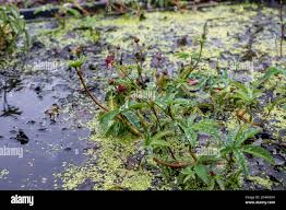 Attēlu rezultāti vaicājumam “Comarum palustre”