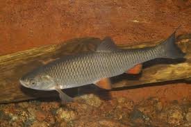 Image result for Squalius vardarensis