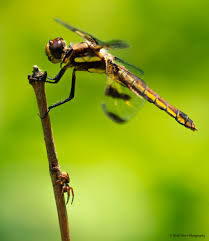 Attēlu rezultāti vaicājumam “Platycnemis pennipes female”