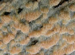 Attēlu rezultāti vaicājumam “Rhodonia placenta”