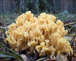 Attēlu rezultāti vaicājumam “Ramaria flava”