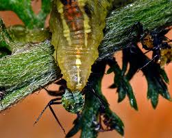 Attēlu rezultāti vaicājumam “Macrosiphoniella millefolii”