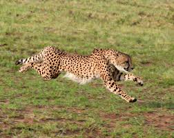 Afbeeldingsresultaat voor cheeta