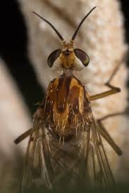 Attēlu rezultāti vaicājumam “Sylvicola sp.”