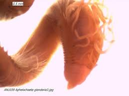 Attēlu rezultāti vaicājumam “Amaurochaete sp.”