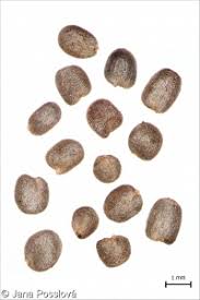 Attēlu rezultāti vaicājumam “Barbarea vulgaris subsp. arcuata fruit”