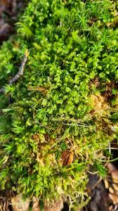 Attēlu rezultāti vaicājumam “Brachythecium albicans sporophyte”