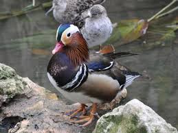 Attēlu rezultāti vaicājumam “Aix galericulata”