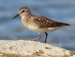 Image result for Calidris minutilla