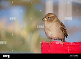 Image result for Passer domesticus
