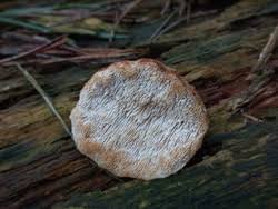 Attēlu rezultāti vaicājumam “Postia leucomallella”