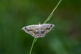 Attēlu rezultāti vaicājumam “Cyclophora annularia”