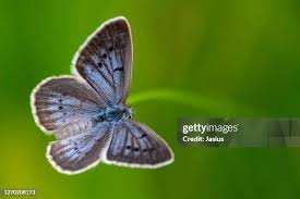 Attēlu rezultāti vaicājumam “Maculinea teleius”