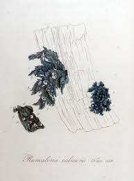 Attēlu rezultāti vaicājumam “Ramalina calicaris”