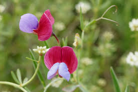 Attēlu rezultāti vaicājumam “Pisum sativum flower”