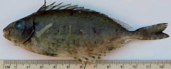 Image result for Siganus rivulatus