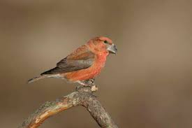 Attēlu rezultāti vaicājumam “Loxia pytyopsittacus male”