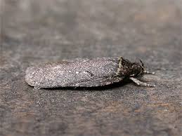 Attēlu rezultāti vaicājumam “Agonopterix ciliella”