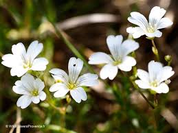 Attēlu rezultāti vaicājumam “Stellaria holostea flower”