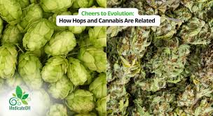 Attēlu rezultāti vaicājumam “Cannabaceae”