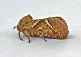 Attēlu rezultāti vaicājumam “Hepialus sylvina female”