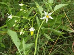 Attēlu rezultāti vaicājumam “Solanum dulcamara flower”