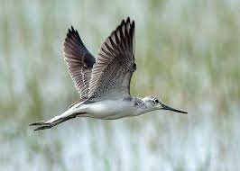 Attēlu rezultāti vaicājumam “Tringa nebularia”