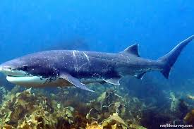 Image result for Notorynchus cepedianus