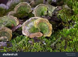 Attēlu rezultāti vaicājumam “Cerrena unicolor”