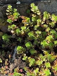 Attēlu rezultāti vaicājumam “Phedimus spurius leaf”