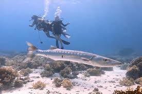 Image result for Dive Barracuda