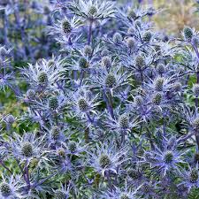 Image result for Eryngium `Blue Hobbit`