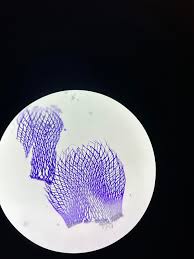 Attēlu rezultāti vaicājumam “Sphagnum fimbriatum”