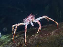 Image result for Lithodes maja