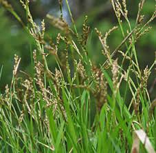 Attēlu rezultāti vaicājumam “Carex x bakkeriana”