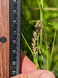 Attēlu rezultāti vaicājumam “Carex buxbaumii”