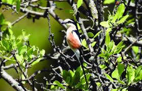 Image result for Lanius nubicus