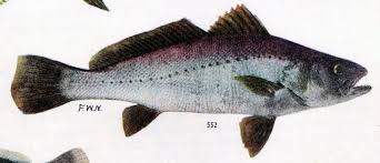Image result for Argyrosomus inodorus