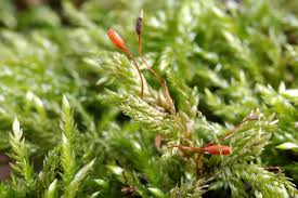Attēlu rezultāti vaicājumam “Isothecium alopecuroides”