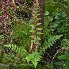 Attēlu rezultāti vaicājumam “Dryopteris cristata”