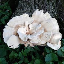 Attēlu rezultāti vaicājumam “Bondarzewia mesenterica”