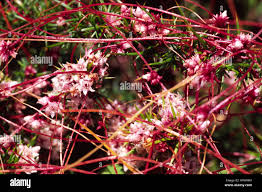 Attēlu rezultāti vaicājumam “Cuscuta epithymum subsp. trifolii flower”